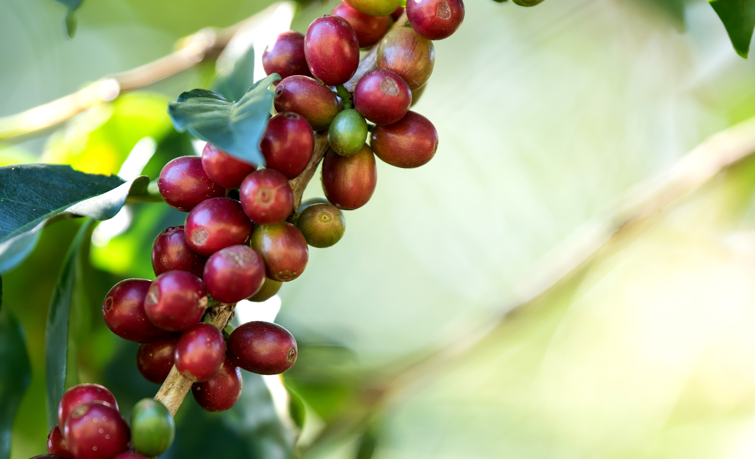 Café Especial VS Café Común