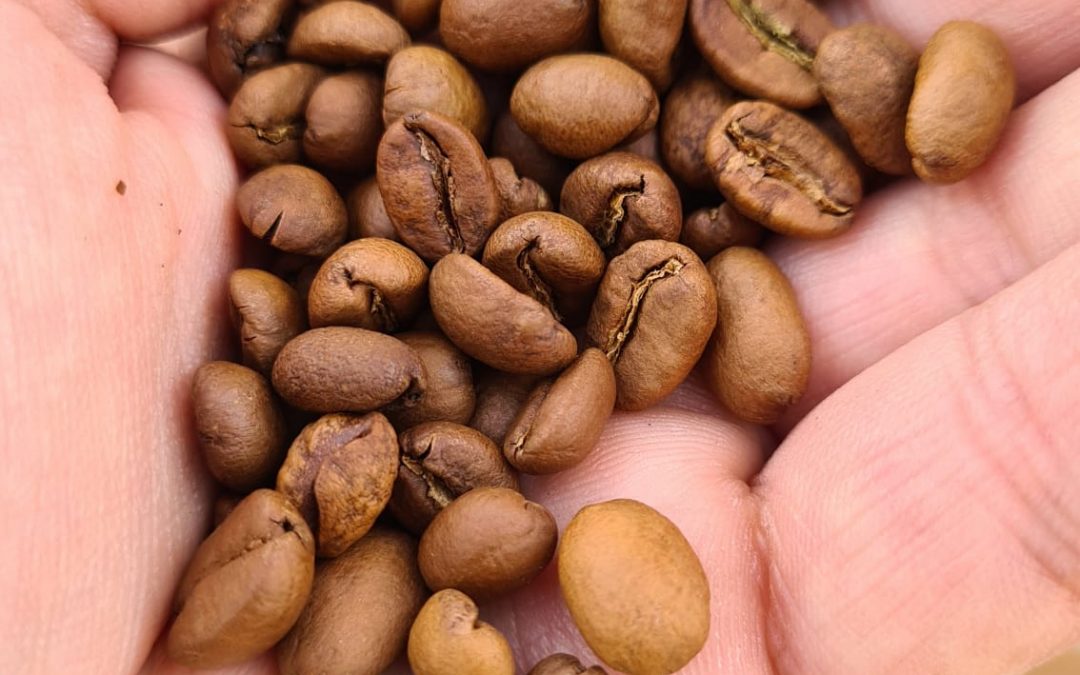 GRANOS DE CAFÉ Y SUS VARIEDADES - Cafés Guayacán