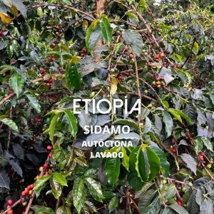 CAFÉ ETIOPÍA SENIBETI