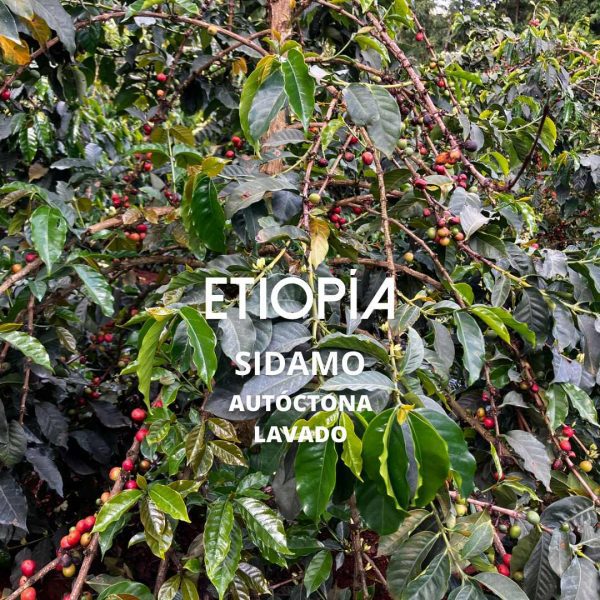 CAFÉ ETIOPÍA SENIBETI