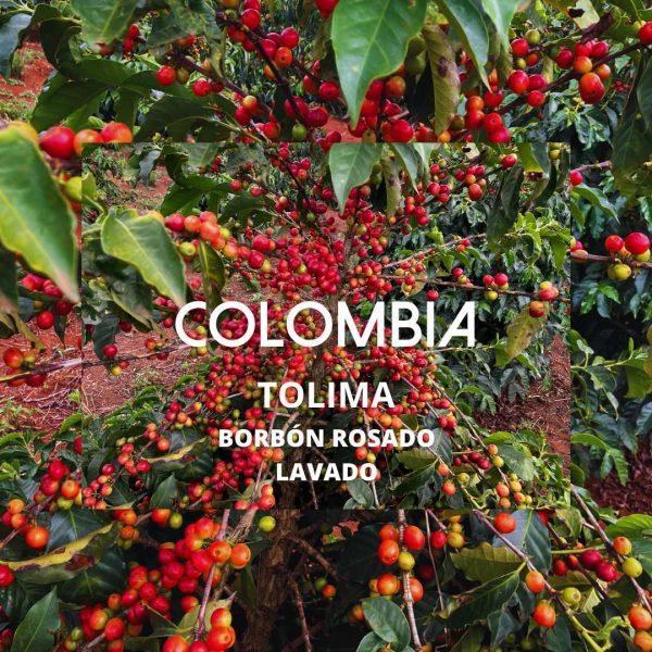 COLOMBIA COYAIMA