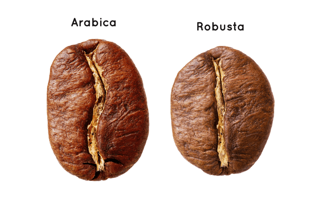 Café de especialidad robusta