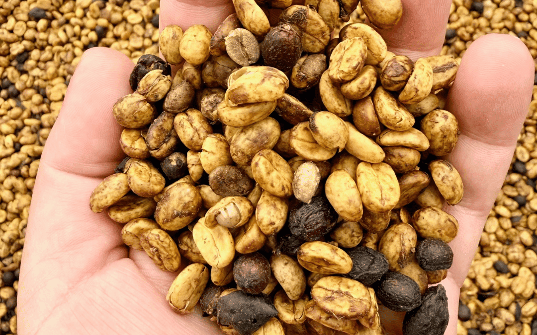 Café descascarado de Brasil: qué es, proceso y sabor en taza