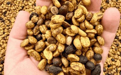 Café descascarado de Brasil: qué es, proceso y sabor en taza
